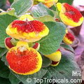 Calceolaria Herbeohybrida